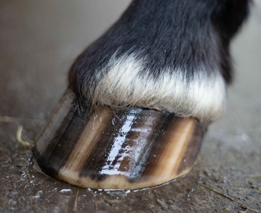 Hoof Oil Horse`s Choice Shiny Hoof